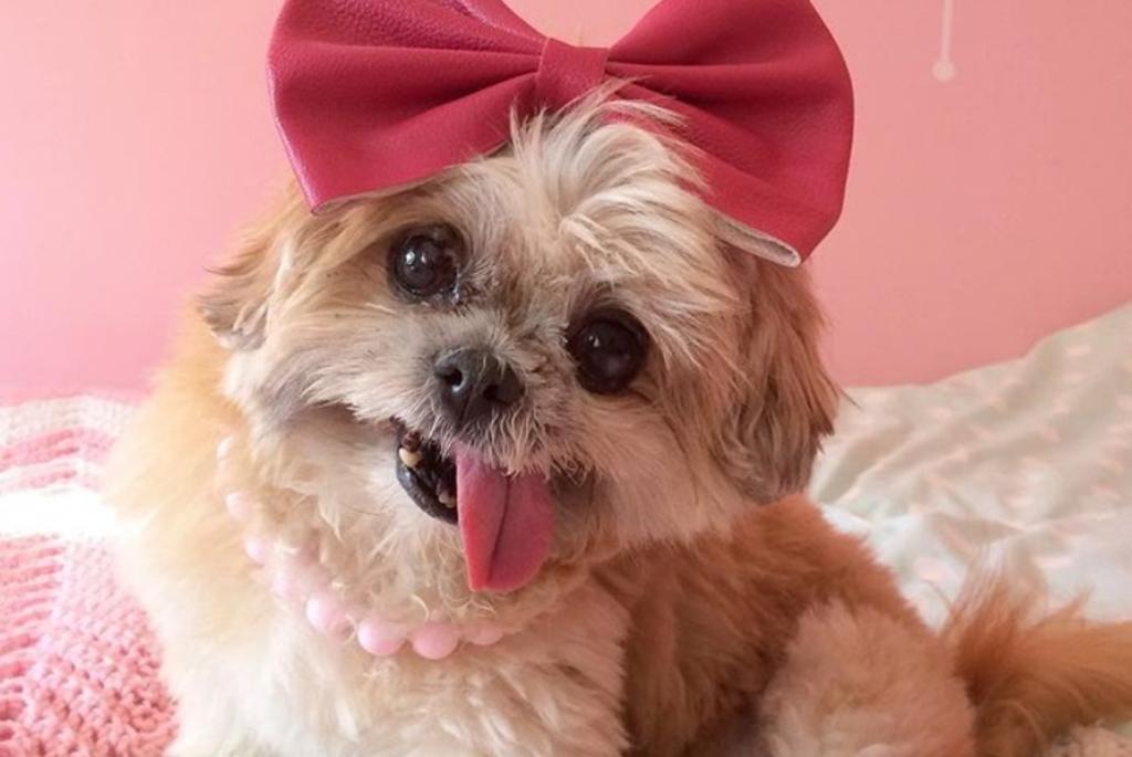 Fallece 'Marnie', la simpática y famosa perrita de Instagram