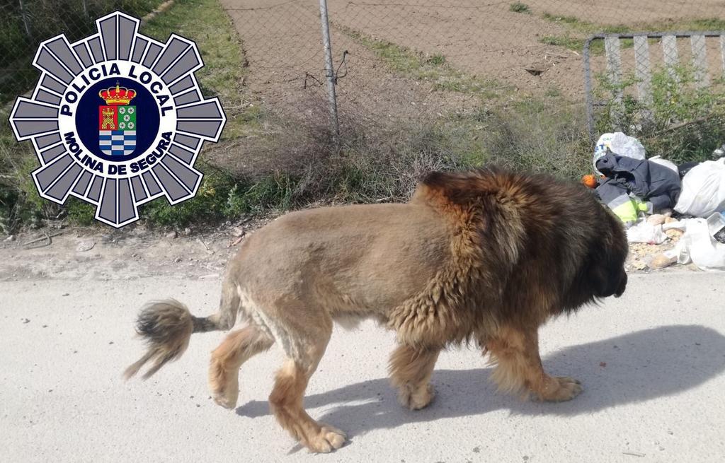 Reportan presencia de un 'león' en calles de España y resulta ser un perro