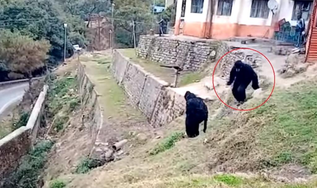 VIDEO: Policías indios se disfrazan de 'osos' para ahuyentar a monos