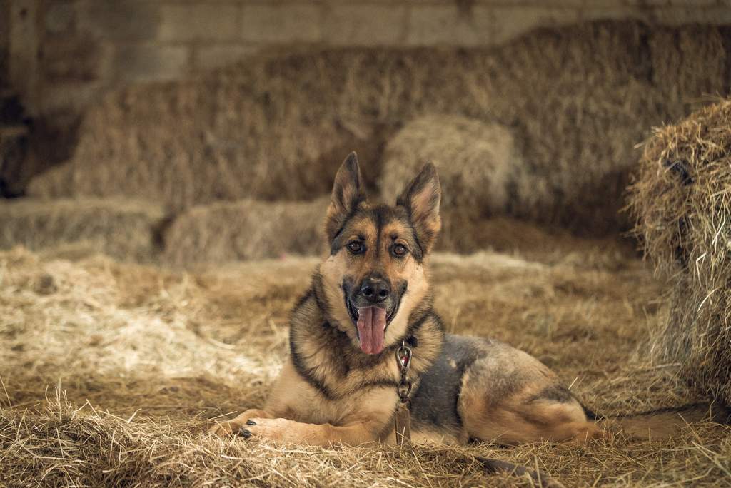 ¿Por qué el pastor Alemán es el perro policía por excelencia?