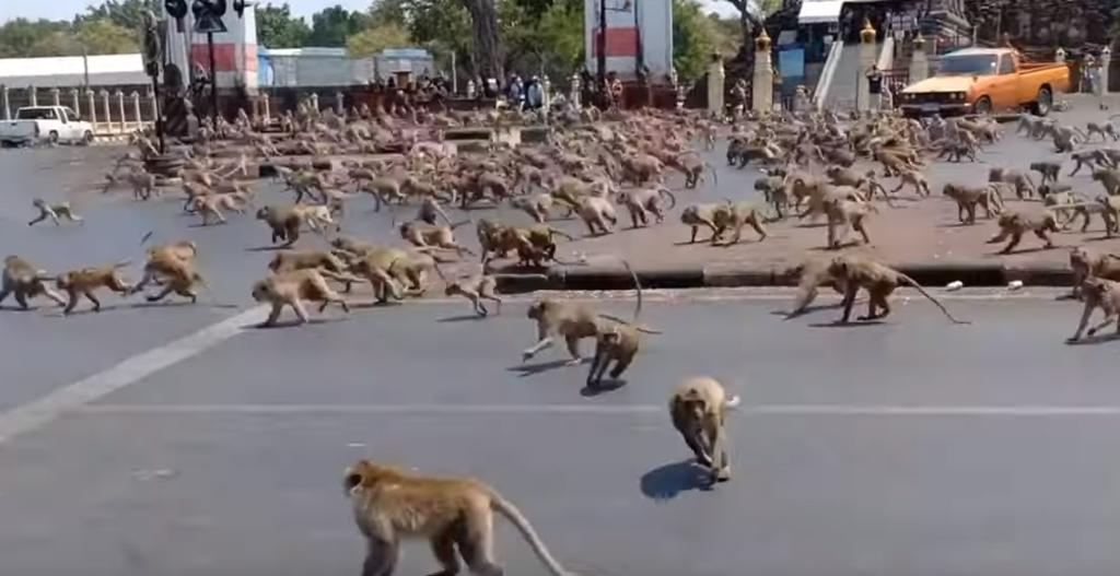 VIDEO: Monos invaden calles de Tailandia