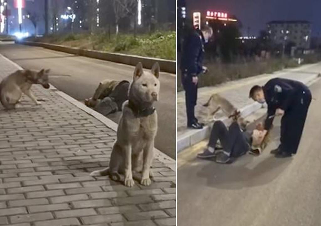 Perros cuidan a su dueño luego de que éste se desmayara en la calle