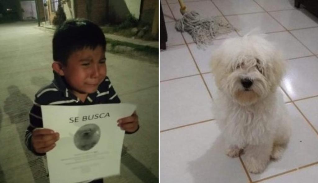 VIRAL: Niño conmueve al buscar por las calles a su perrito perdido
