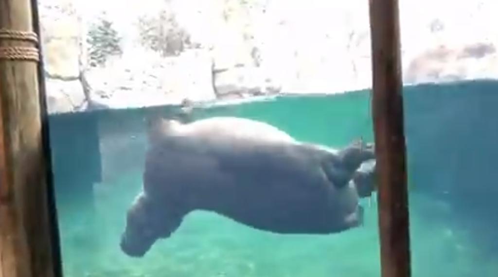 VIDEO: Hipopótamo encanta al nadar como un delfín