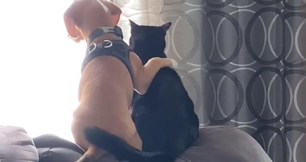 VIRAL: El conmovedor abrazo entre un perro y un gato que conquista en redes