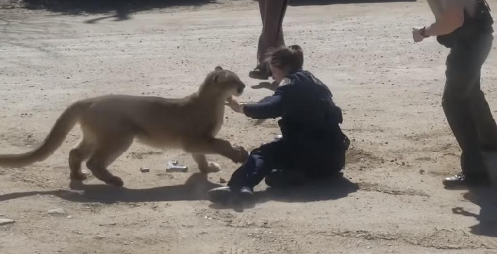 VIDEO: Mujer policía es atacada por un puma