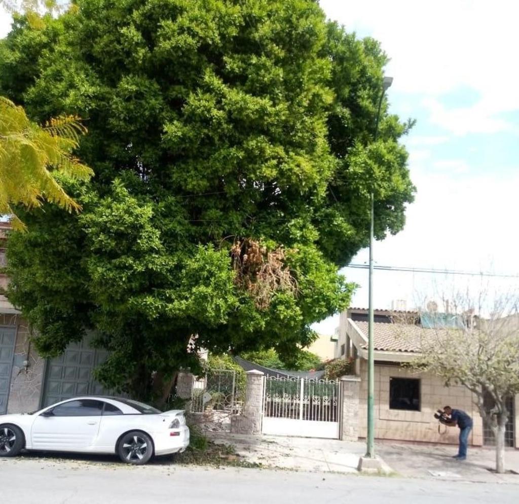 Muere jardinero al caer de árbol en Torreón