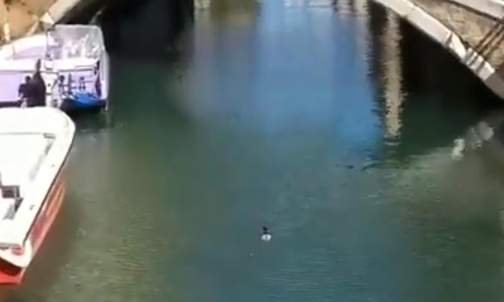 VIRAL: Así lucen los canales de Venecia durante cuarentena por COVID-19