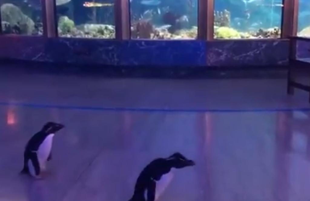 VIDEO: Pingüinos pasean en pasillos de acuario a falta de turistas
