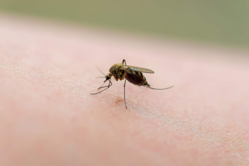¿Por qué los mosquitos pican más a unas personas que a otras?