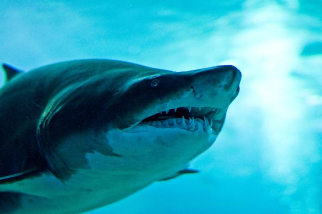 Descubren dos nuevas especies de un tipo raro de tiburón