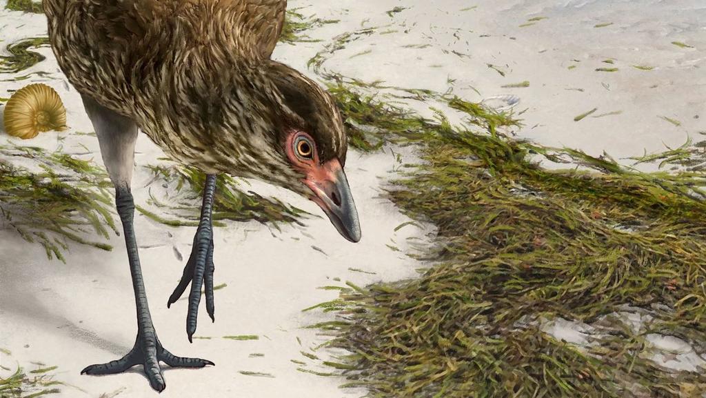 'Pollo maravilla', un fósil que puede revelar el origen de pájaros modernos