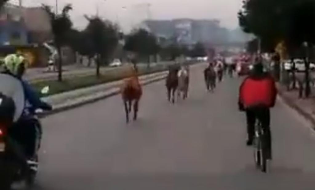 VIDEO: Manada de caballos invade las calles de Colombia