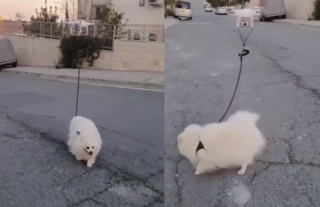 VIDEO: Dron pasea a perrito por 'cuarentena' en Chipre