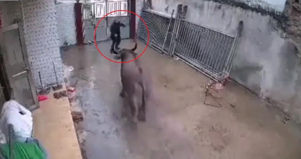 VIDEO: Toro ataca a su dueño tras escapar de un matadero en China