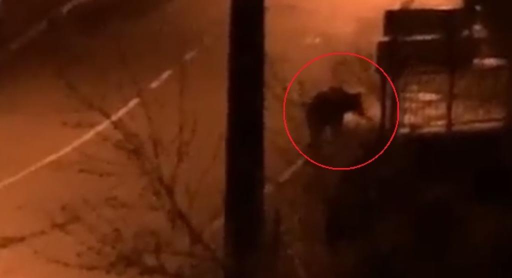VIDEO: Oso pardo camina por las calles de España durante cuarentena
