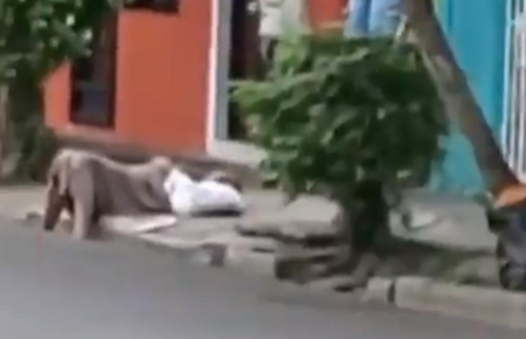 VIDEO: Mujer se desmaya en la calle y nadie la ayuda por miedo al COVID-19