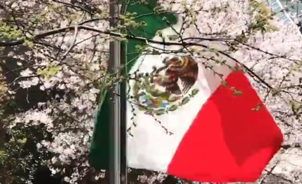 VIDEO: Entre las flores de cerezos, bandera de México se ondea en Japón