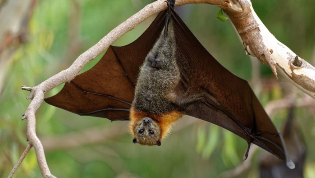 Queman murciélagos por temor al coronavirus en Perú