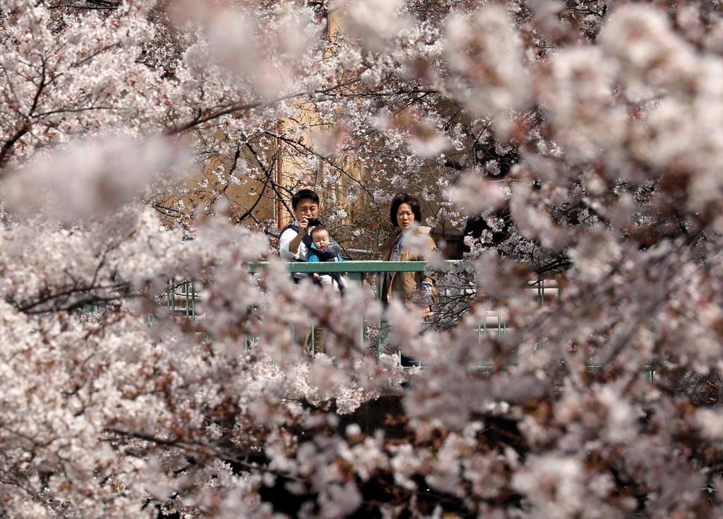 Suspende Tokio las visitas a sus afamados cerezos en flor por el COVID-19