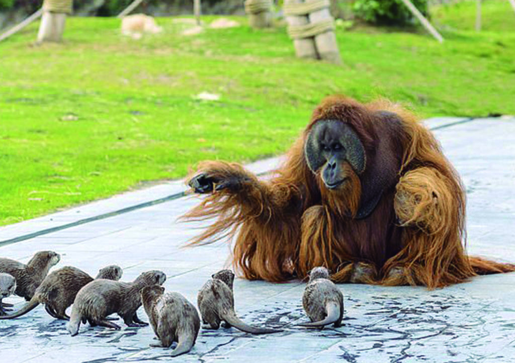 Orangutanes y nutrias crean 'vínculo especial' en zoológico