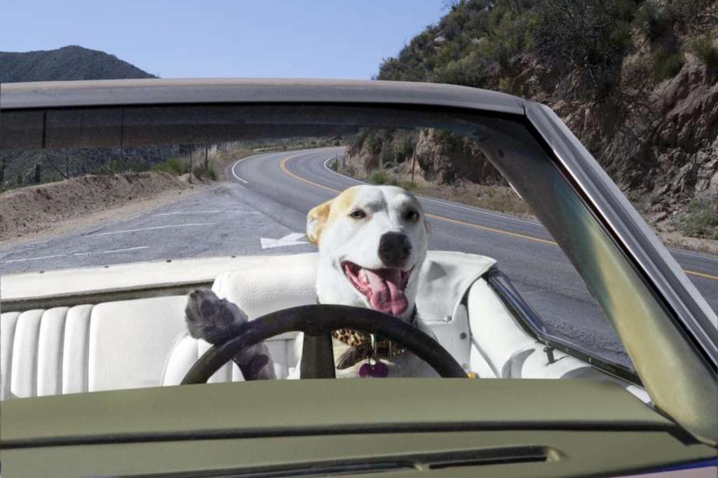 Hombre manejando a alta velocidad dice que enseñaba a su perro a conducir