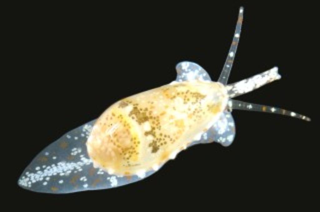 Descubren científicos dos nuevas especies de moluscos