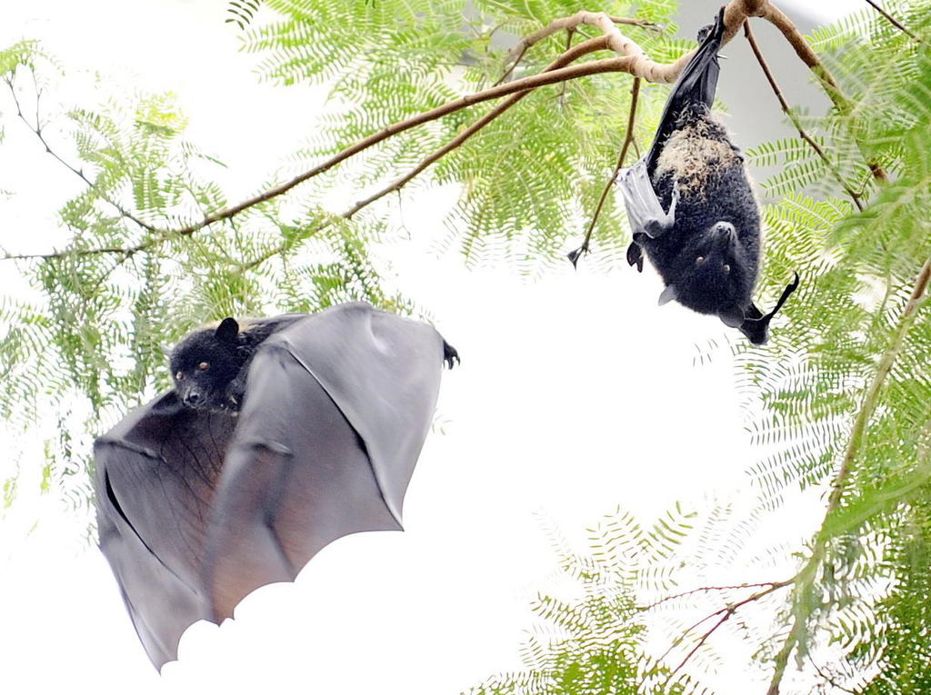 Reanuda China la venta de murciélagos