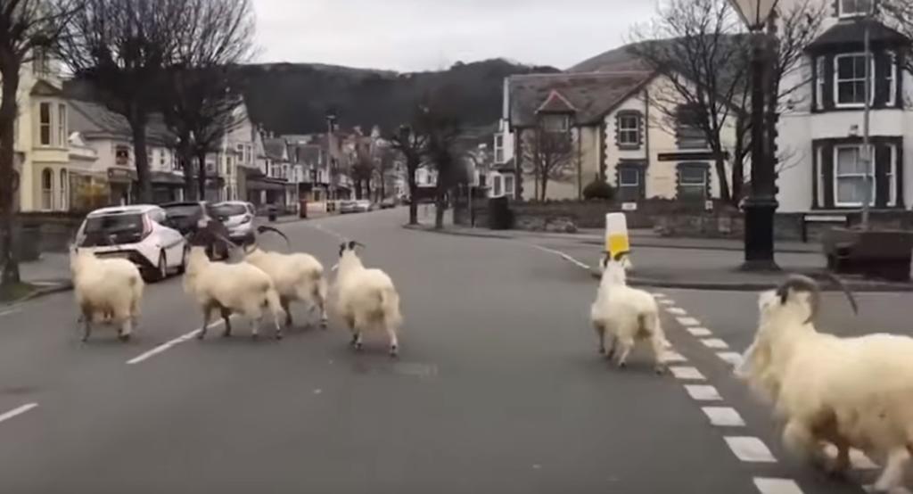 VIDEO: Cabras invaden la ciudad de Gales durante cuarentena