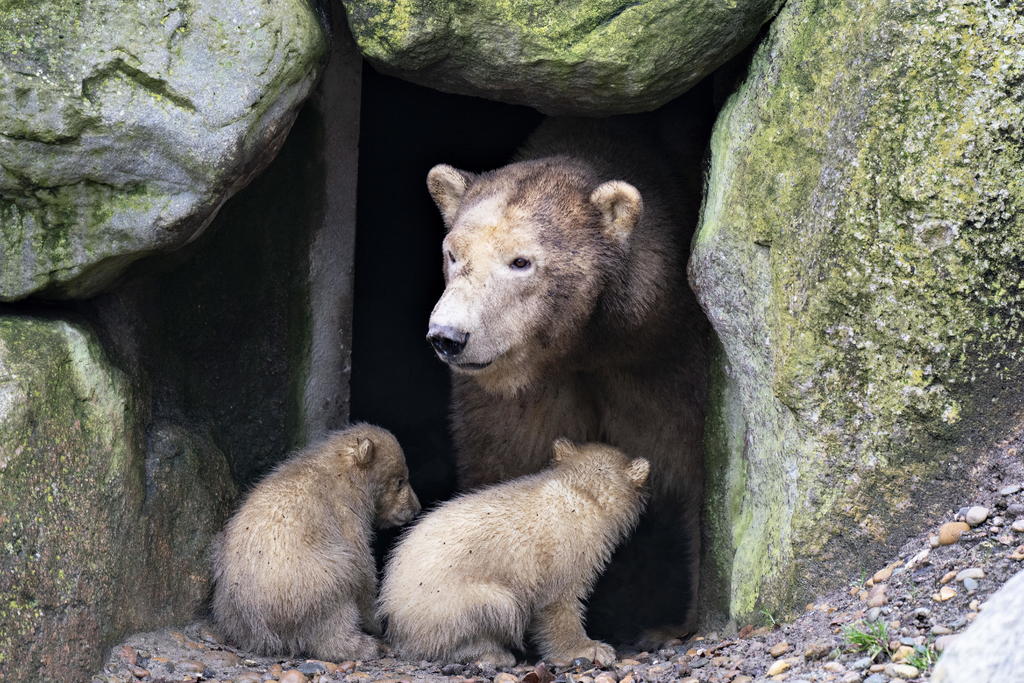 Dieta de los osos de las cavernas pudo causar su extinción