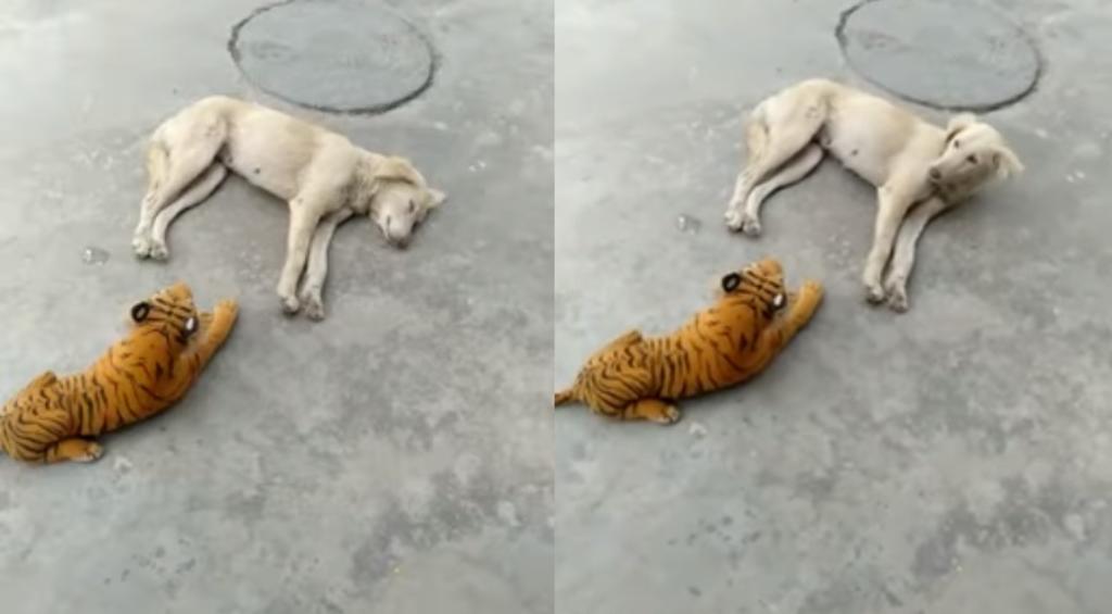 Reacción de un perro ante un tigre de peluche se vuelve viral