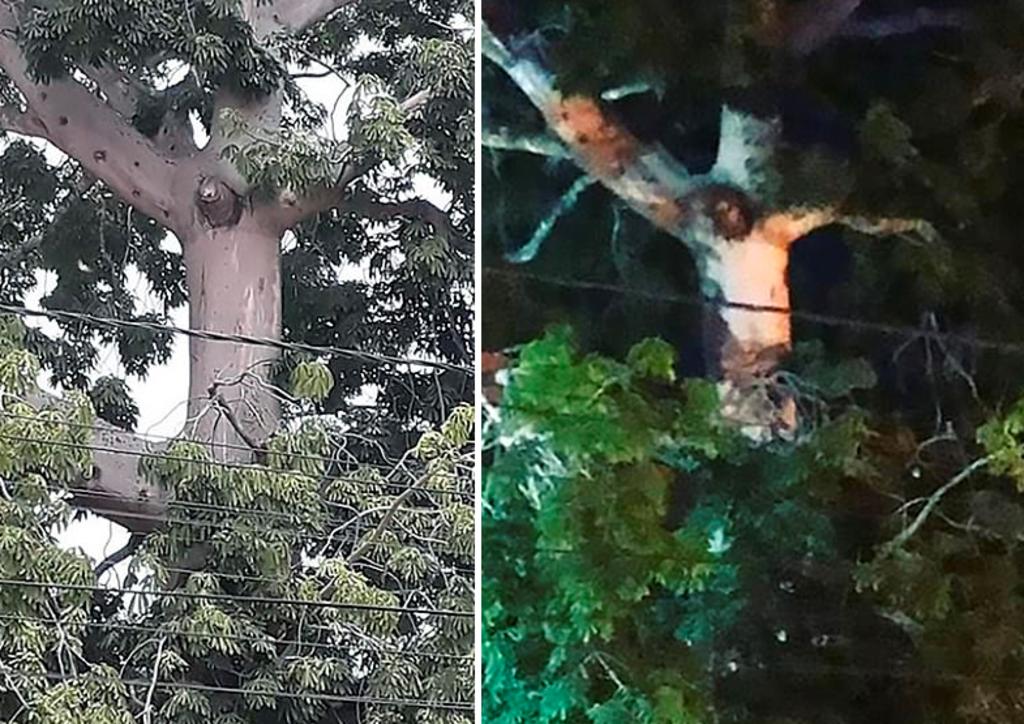 Habitantes de Colombia dicen que apareció una imagen de Jesús en un árbol