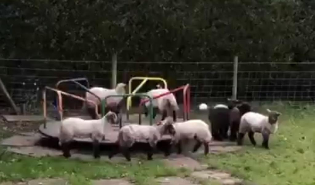 VIRAL: Grupo de corderos juegan en parque infantil durante cuarentena