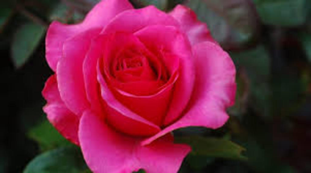 Mejoran genéticamente una variedad de rosa antigua española