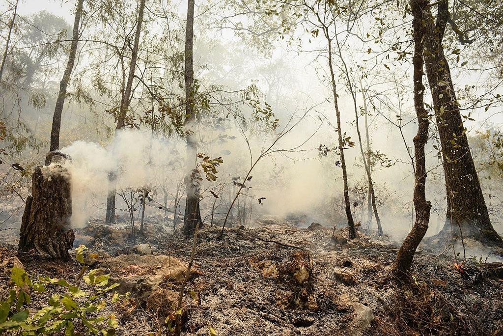 Registra México 37 incendios forestales activos