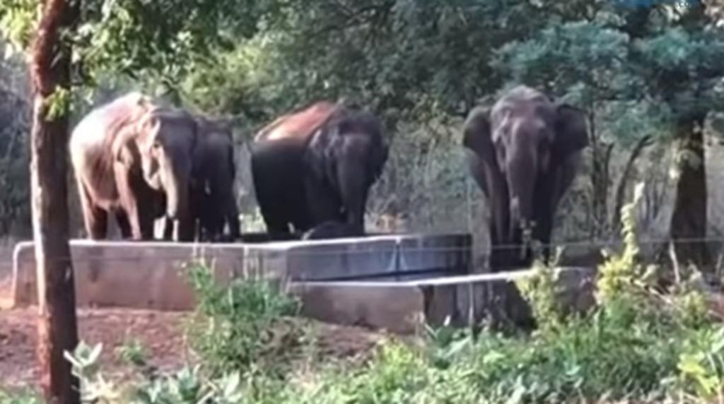 Elefantes rescatan a una cría de un pozo de agua en la India