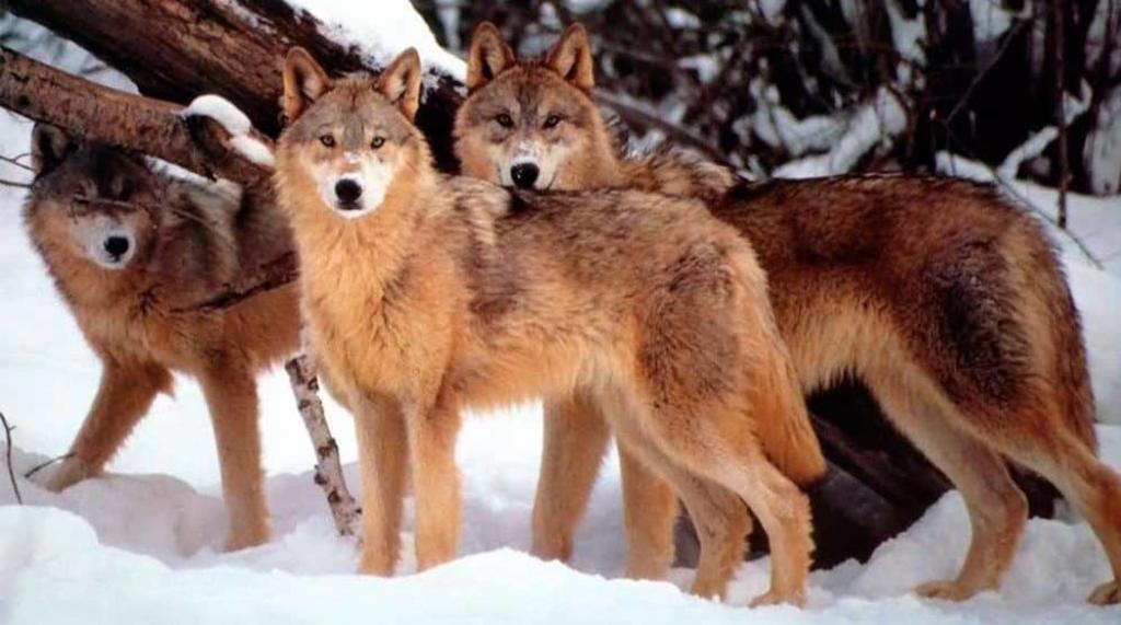 Buscan salvar nuevamente al lobo rojo en EUA
