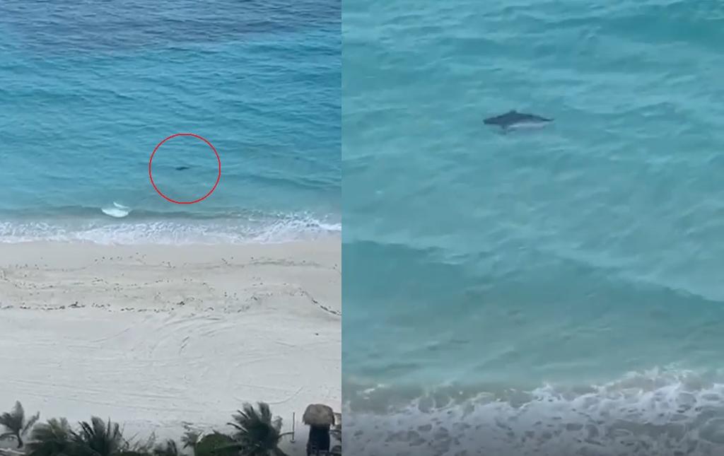 VIDEO: Captan a tiburón en playas de Cancún durante cuarentena