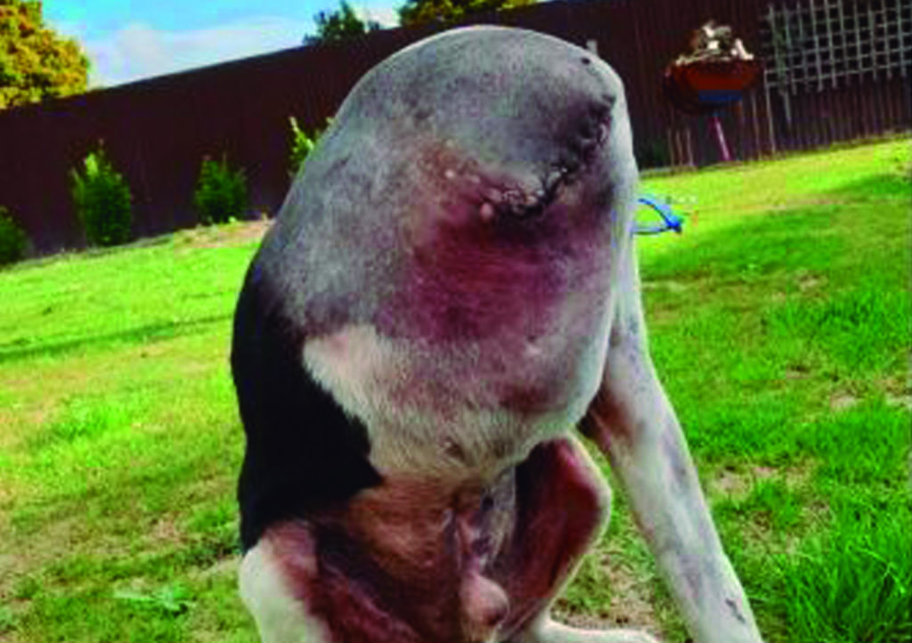 VIRAL: Perro 'sin cabeza' desconcierta en las redes sociales