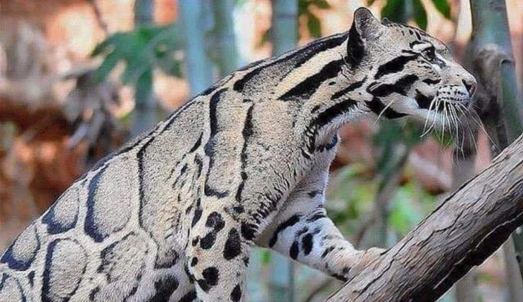 Reaparece leopardo que se creía extinto hace 30 años