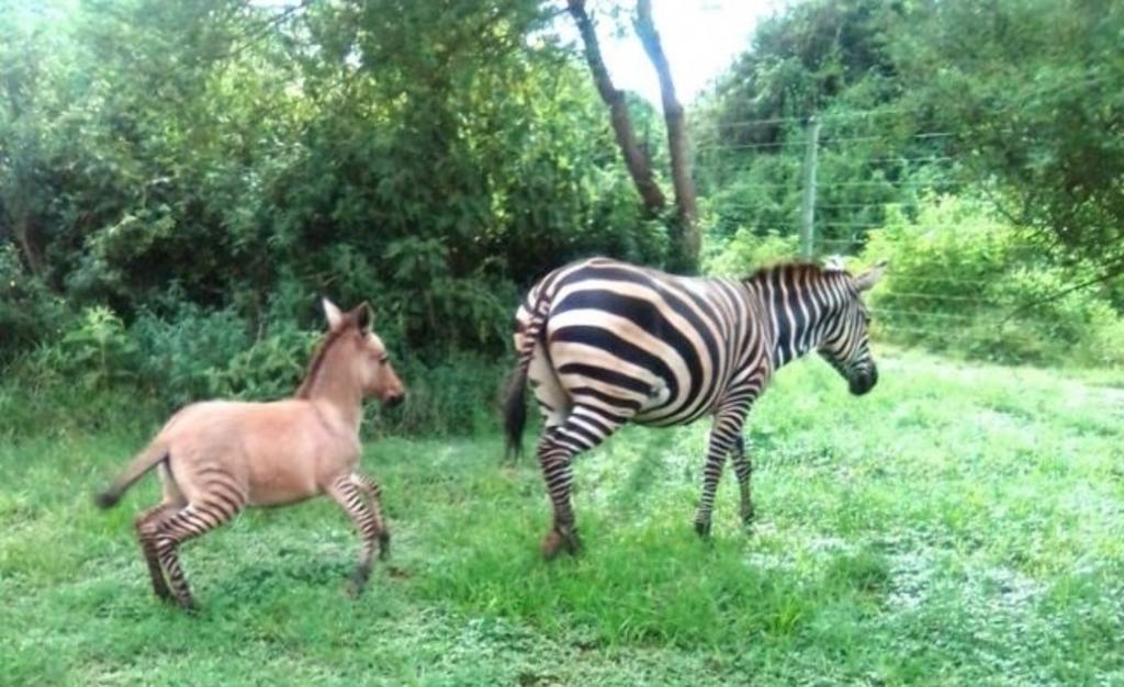 Nace un 'zonkey' en Kenia, cría entre un burro y una cebra