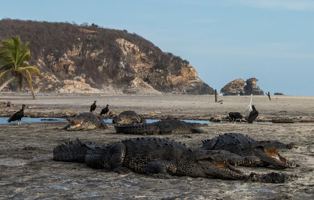 Aparecen cocodrilos en playas de Oaxaca durante cuarentena