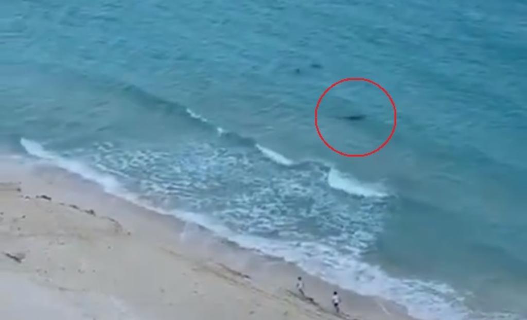 VIDEO: Bañistas violan cuarentena en Cancún y son acechados por 'tiburón'