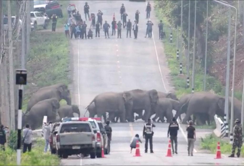 Detienen el tráfico para permitir el paso a una manada de elefantes