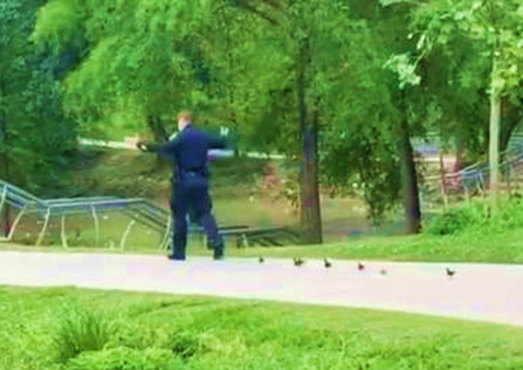 Policía ayuda a crías de patos que buscan a su madre