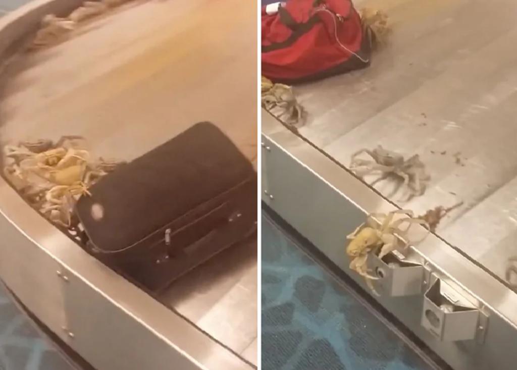 Alguien viajó con una maleta con cangrejos vivos y se abrió en el aeropuerto