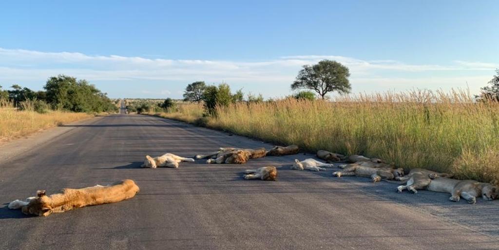 VIRAL: Leones aprovechan cuarentena para dormir en una carretera