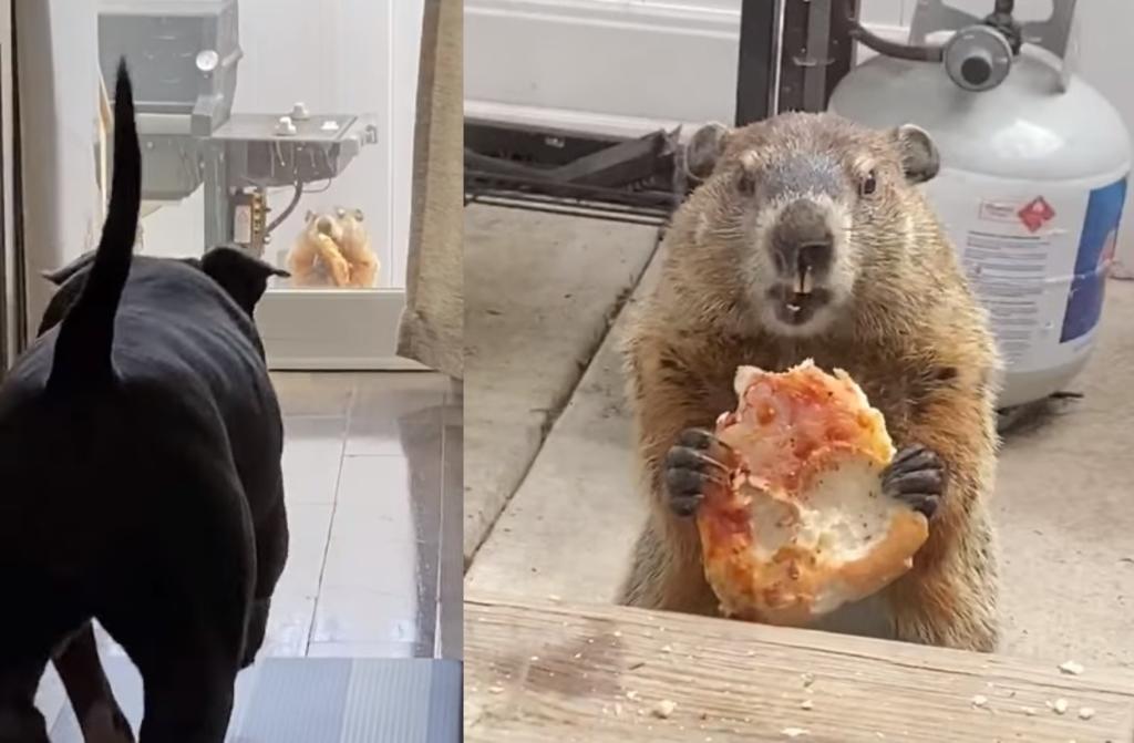 Marmota comiendo pizza se vuelve viral en redes sociales