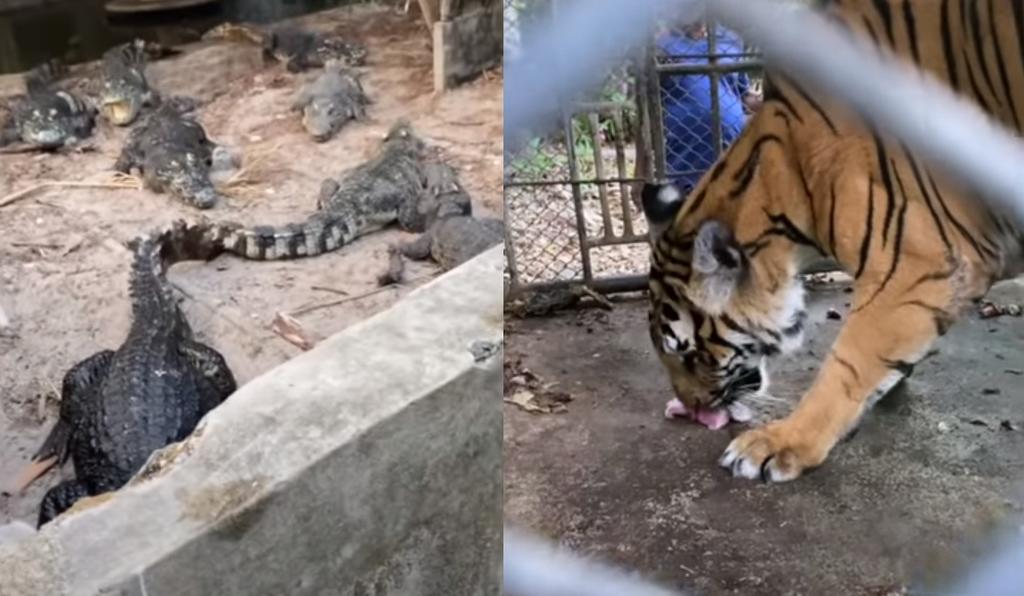 VIDEO: Encuentran zoológico abandonado en Tailandia con animales