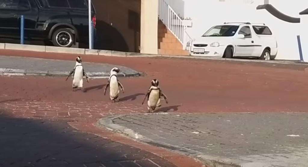 VIDEO: Pingüinos toman las calles de Sudáfrica durante la cuarentena